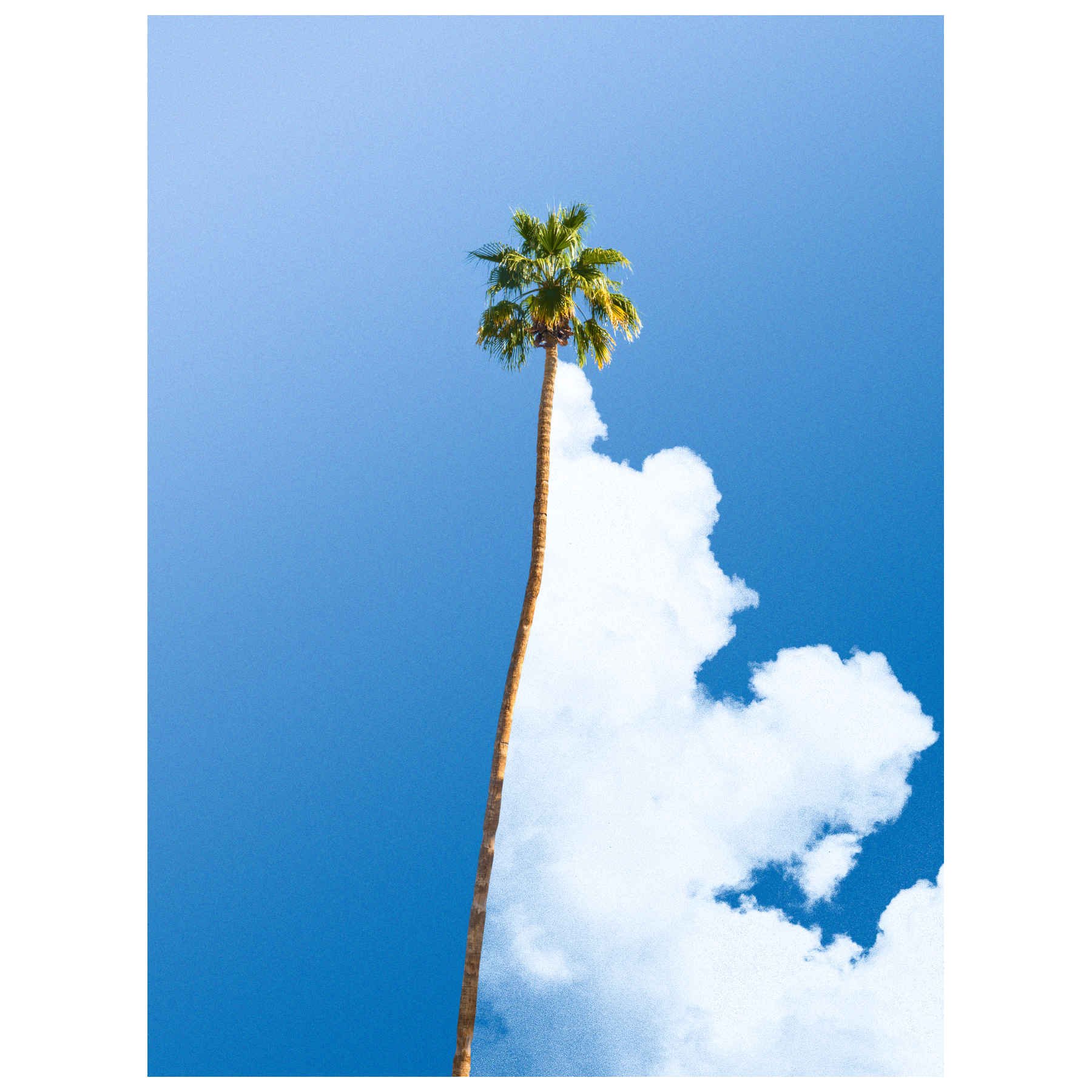 Palm Tree Digital Photography Print & Artworks By Tom Fabia in Dubai