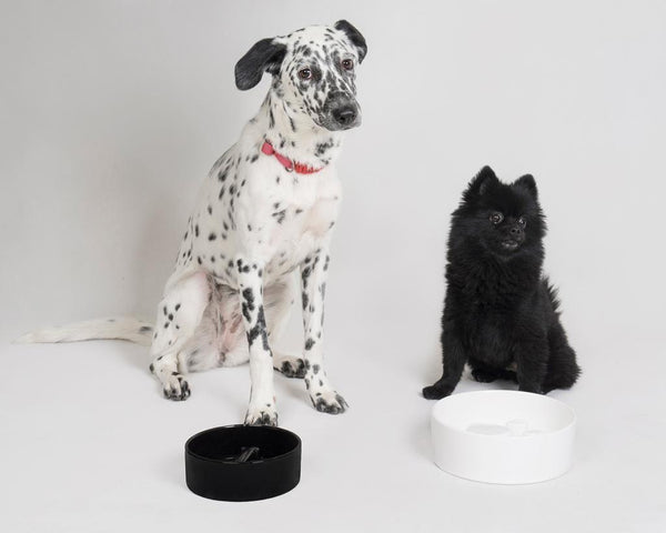 Bone Pet Slow Feeder Bowl in Black - Choke Preventing Ceramic Bowls for Cats & Dogs in Dubai