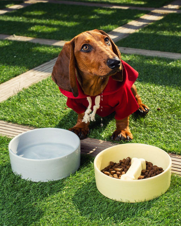 Bone Pet Slow Feeder Bowl in Pastel Yellow - Choke Preventing Ceramic Bowls for Cats & Dogs in Dubai