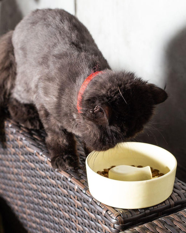 Fish Pet Slow Feeder Bowl in Pastel Yellow - Choke Preventing Ceramic Bowls for Cats & Dogs in Dubai