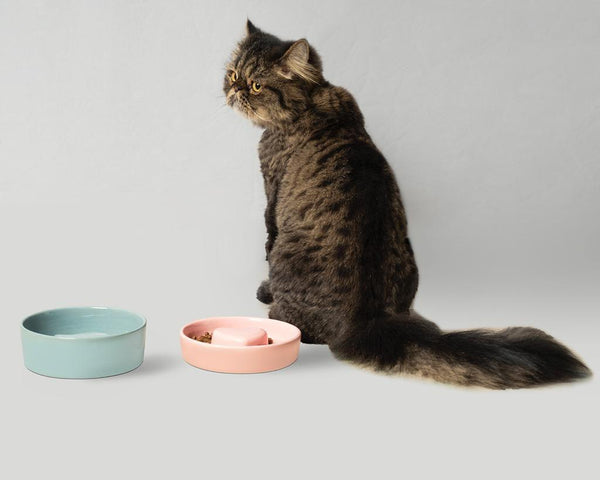 Fish Pet Slow Feeder Bowl in Powder Blue - Choke Preventing Ceramic Bowls for Cats & Dogs in Dubai