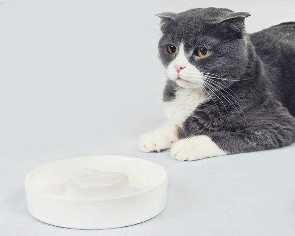 Heart Pet Slow Feeder Bowl in White - Choke Preventing Ceramic Bowls for Cats & Dogs in Dubai