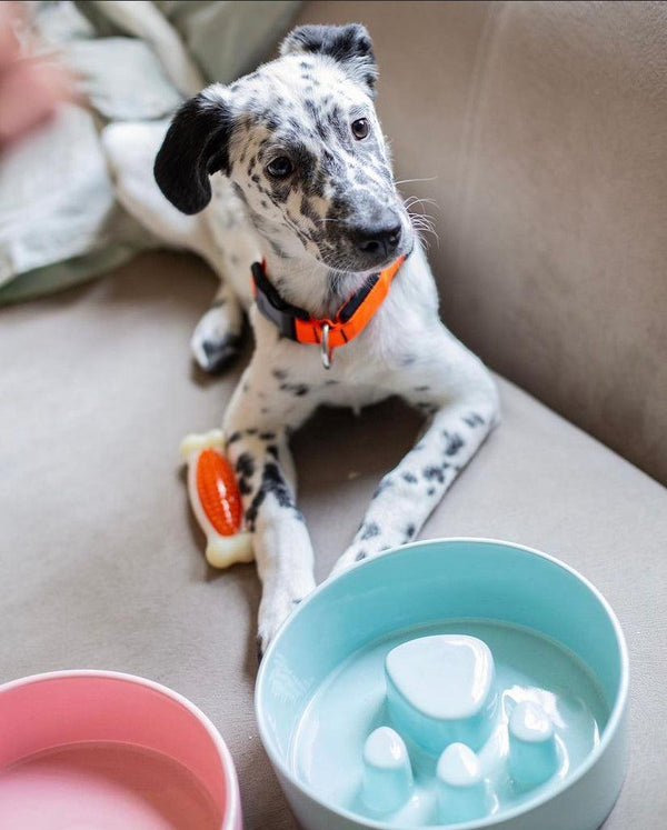 Paw Ceramic Slow Feeder Bowl in Pastel Blue - Choke Preventing Bowls for Cats & Dogs in Dubai